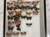 a picture of a display of butterflies in a glass case