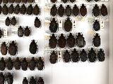 a lot of bugs that are on display in a case