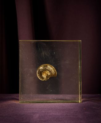 a gold coin in a glass box on a purple cloth