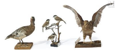 trois oiseaux sont posés sur un socle en bois, sur fond blanc