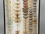 a framed display of moths in various colors and sizes
