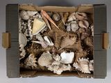 a cardboard box filled with shells and seashells on a table