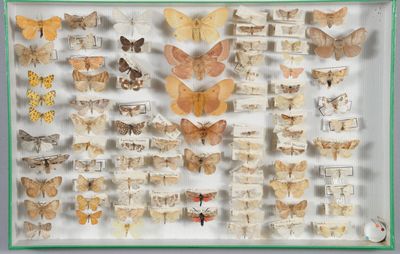 de nombreux types de papillons exposés dans une vitrine
