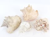 trois types différents de coquillages sur un fond blanc
