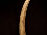 a close up of an elephant ' s tusk on a black background