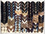 de nombreux modèles de bracelets exposés dans un magasin