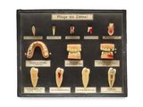 une photo d'une vitrine contenant divers instruments dentaires