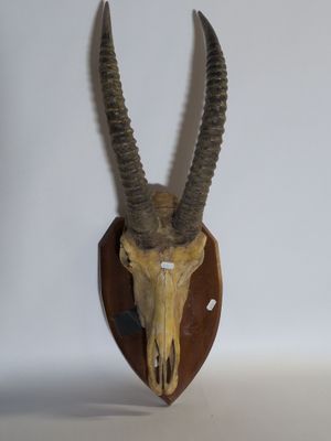 une tête d'antilope fixée sur une plaque en bois à fond blanc