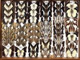 many different types of butterflies displayed in a wooden frame