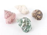 trois types différents de coquillages sur un fond blanc