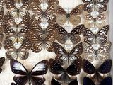 many different types of butterflies displayed in a display case