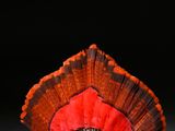 un éventail orange et noir posé sur une table