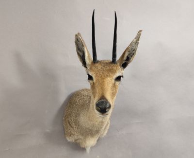 une petite antilope assise sur le mur
