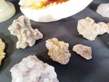 a lot of rocks and a shell on a table