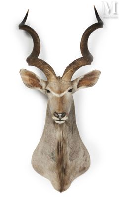 an antelope head mounted on a wall with large horns