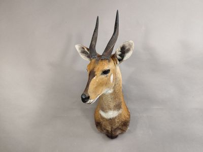 une tête d'antilope accrochée au mur sur un fond blanc
