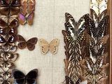 many different butterflies in a shadow box on the wall