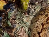 a close up of a vase with shells on it