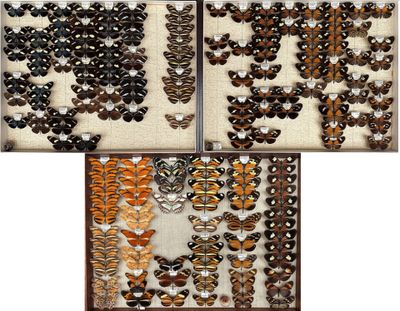 three different pictures of butterflies arranged in a wooden frame