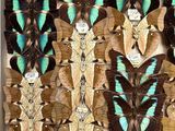 a lot of butterflies that are on display in a box