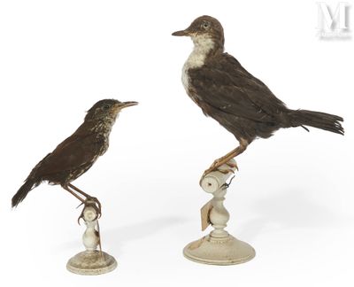 pair of birds sitting on top of a white pedestal on a white background