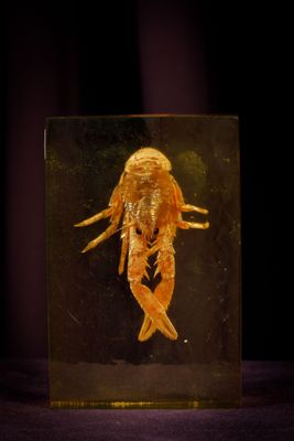 an image of a goldfish in a glass box