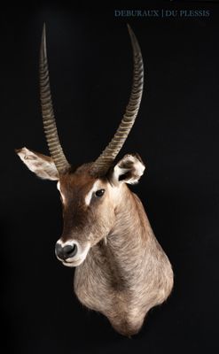 a large antelope with long horns on a black background