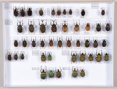 de nombreux coléoptères exposés dans une vitrine