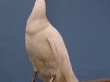 a white peacock sitting on top of a wooden post