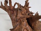 two birds that are sitting on top of a tree stump