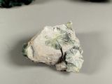 a piece of rock that has a plant growing out of it