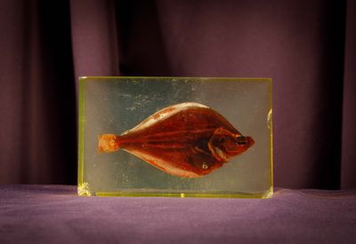 a glass box with a fish in it on a table