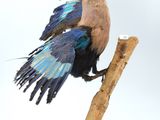 a bird that is sitting on a branch with its wings spread