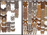 many different types of feathers on display in a glass case