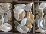 several boxes filled with assorted shells sitting on top of a table