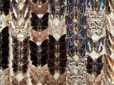 a lot of different types of butterflies on display