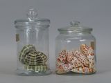 two glass jars with shells inside of them on a table
