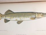 a picture of a fish on the page of a book