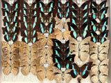 a lot of butterflies that are on display in a box