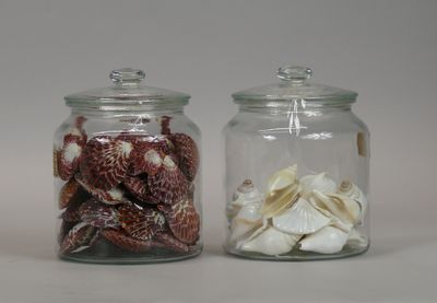 two glass jars with shells in them on a table