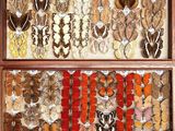 an image of a display case filled with lots of different types of insects