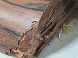a close up of a piece of wood that has been stripped off