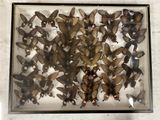 a picture of a display of moths in a glass case