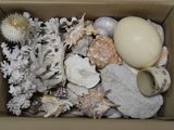 une boîte remplie de coquillages et d'urinoirs marins