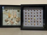 two framed pictures of shells on display in a black frame