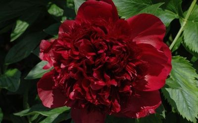 a large red flower that is in the middle of some green leaves