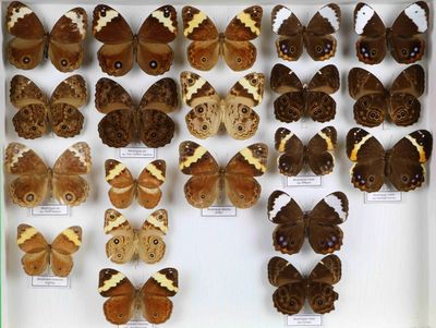 de nombreux types de papillons différents présentés dans une vitrine