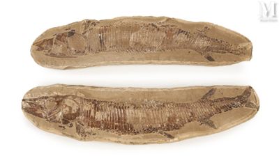 pair of fossilized fish on a white surface with a white background