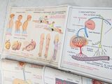 a picture of a book with diagrams of the human body