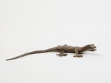 lizard on a white background with copy space for your own text